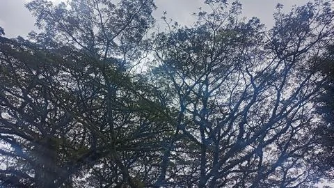 Tree seen from below Stock-Fotos