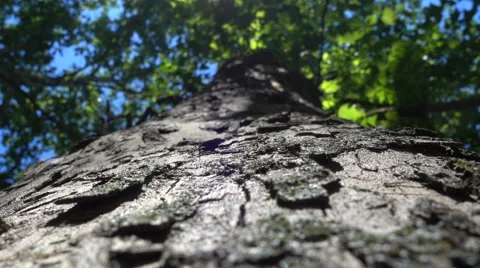 A tree seen from below in a sunny day Stock Footage 66204988