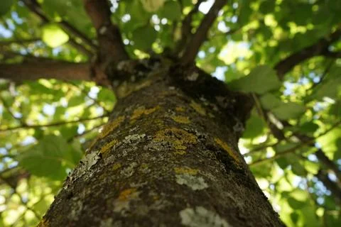 Tree seen from the bottom Stock Photos
