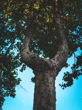 Tree seen from bottom to top with cloudless sky Stock Photos