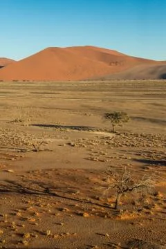 Tree seen from dune 45 Stock Photos