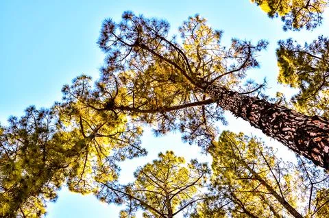 A tree is seen from the ground with its branches reaching up to the sky Stock Photos