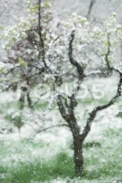 Tree Seen Through Snow-Speckled Window