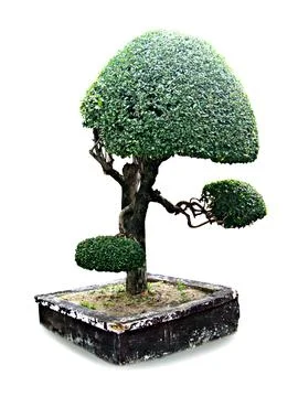 Tree Separate from white background. Stock Photos