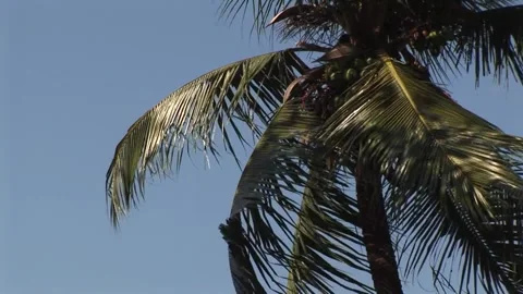 Tree - September 14th, 2010 Stock Footage 314069827