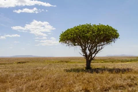 Tree in serengeti Stock Photos
