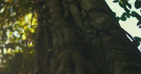 Tree. "Serras Gerais" in the state of Tocantins in Brazil	 Stock Footage 162520509