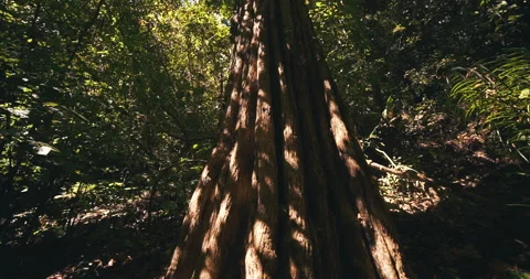 Tree. "Serras Gerais" in the state of Tocantins in Brazil	 Stock Footage 162520567