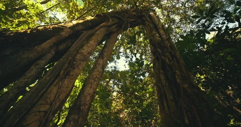 Tree. "Serras Gerais" in the state of Tocantins in Brazil	 Stock Footage 162520590