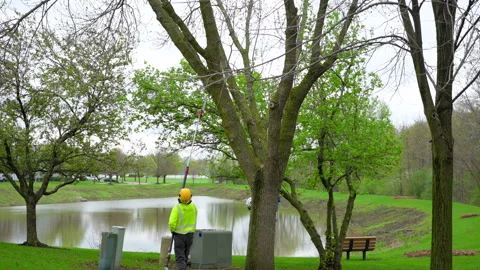 Tree service worker trimming branches with pole saw near pond. Arborist Stock Footage 334027483