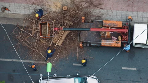 Tree service workers cutting branches in urban setting Stock Footage 338002190