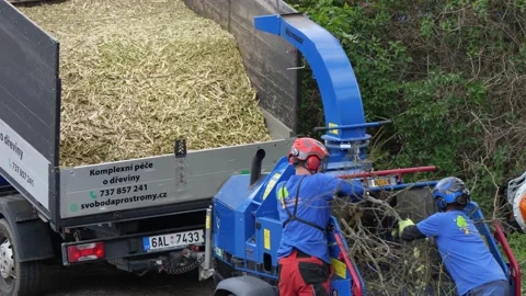 Tree services company employees using a wood chipper to dispose of branches Stock Footage 239669270