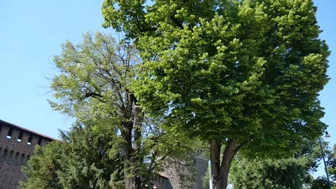 Tree Sforza Castle 스톡 동영상 132356165