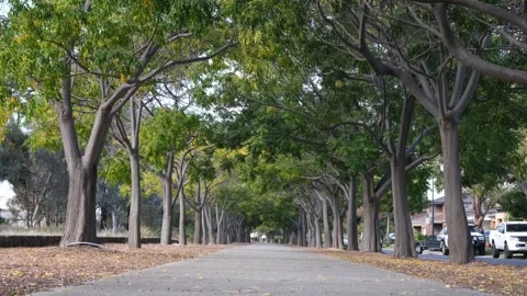 Tree shade over the footpath in Williams Landing, Melbourne Australia. Stock Footage 336035299