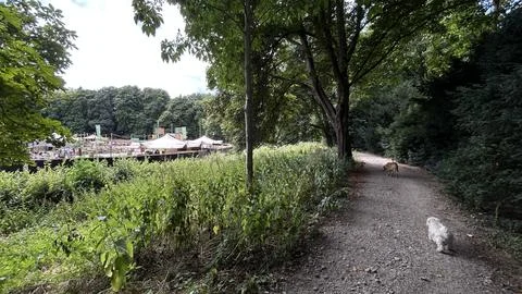 Tree shaded park path beside outdoor event area with two dogs walking on gravel Stock Photos