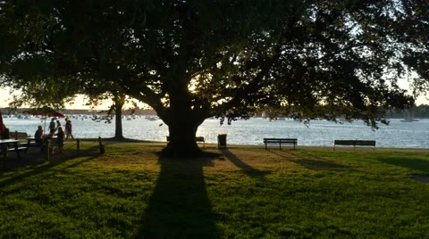 Tree Shadow 4k Stock Footage 41609820