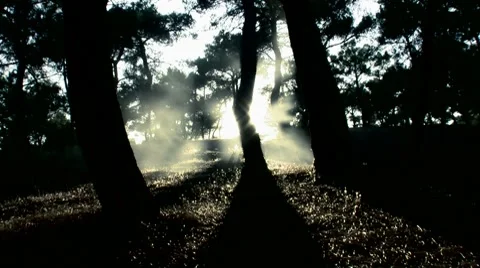 Tree shadow and fog Stock Footage 8601972