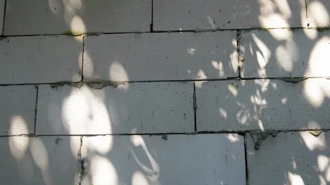 Tree shadow and sunlight on a brick wall Stock Footage 310124037