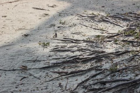 Tree Shadow on Beach Sand Stock-Fotos