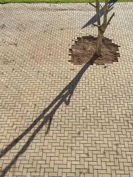 Tree shadow on brick pavement 스톡 사진