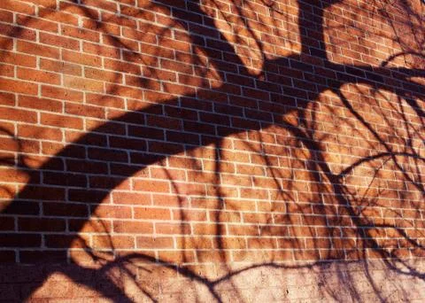 Tree shadow brick wall Stock Photos
