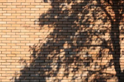 Tree shadow on brick wall Foto stock