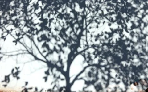 Tree shadow on concrete wall. Stock Photos