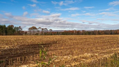 Tree shadow on corn field Stock Footage 100138358