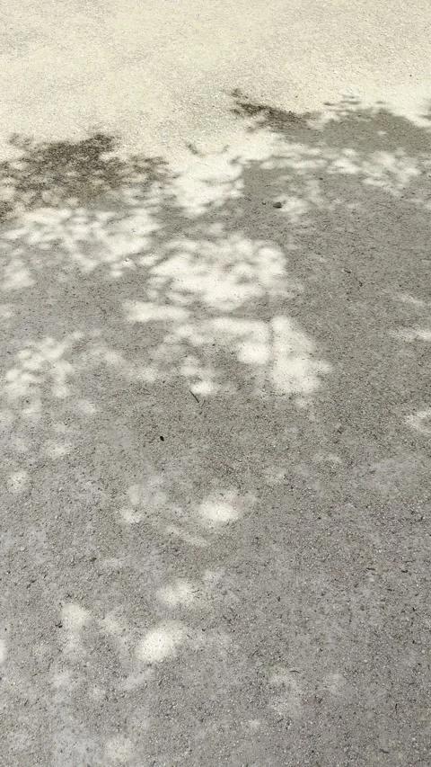 Tree Shadow Dancing on Sandy Park Ground in Soft Sunlight Vertical Stock Footage 340188299