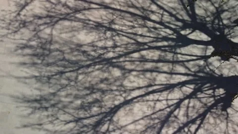 Tree shadow drone going up revealing the tree and shadow Vídeo Stock 151041818