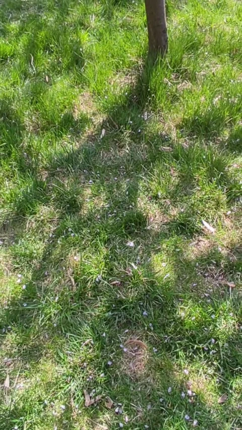 A tree shadow falls on a carpet of lush green grass Stock Footage 272227385