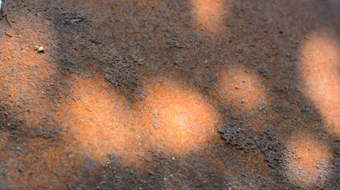 Tree shadow Stock Footage 53746540