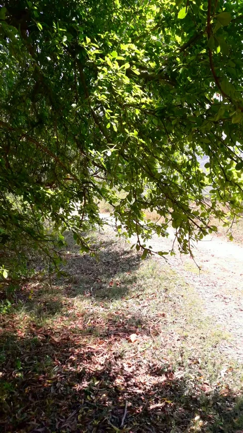 Tree shadow Stock Footage 127636006