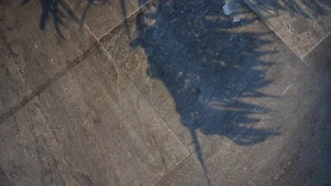 Tree shadow Stock Footage 165850749