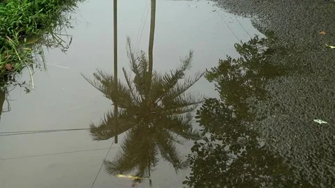 Tree shadow Stock-Footage 332497829