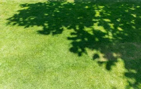 Tree shadow on green grass Foto stock