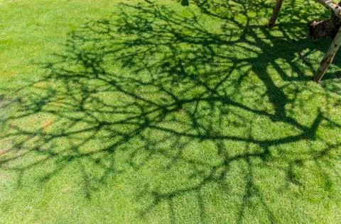 Tree shadow on green grass Foto stock