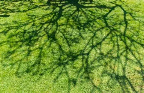 Tree shadow on green grass Stock Photos