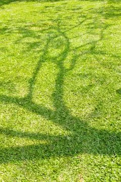 Tree shadow on green grass Stock Photos