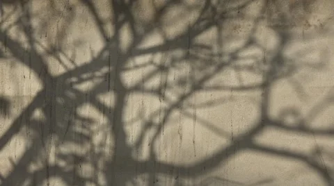 Tree shadow on the grey Wall Stock Footage 46718210