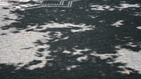 Tree Shadow on the Ground in Azores Video stock 245375973