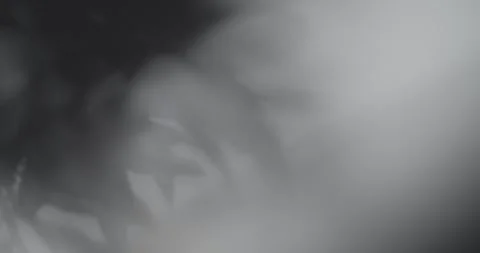 Tree Shadow Moving and Swaying in the Breeze Stock Footage 276015256