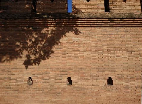 Tree shadow one the brick wall Stock Photos