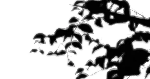 Tree shadow Overlay Stock Footage 231350014