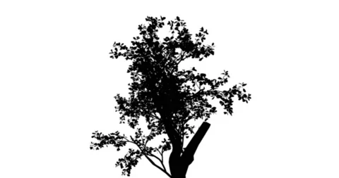 Tree shadow Overlay Stock Footage 231350081