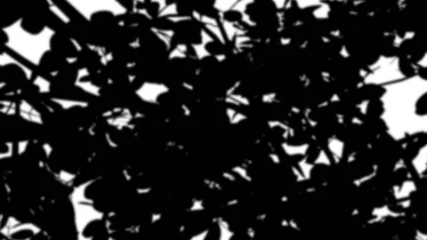 Tree shadow Overlay Stock Footage 231353274