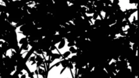 Tree shadow Overlay Stock Footage 231353541