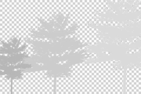 Tree shadow overlay for graphic design and photography compositing Illustration