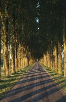 Tree shadow pattern on bicycle road, Netherlands Stock Photos