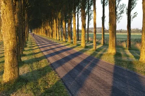 Tree shadow pattern on bike road in morning sunlight, Netherlands Stock Photos